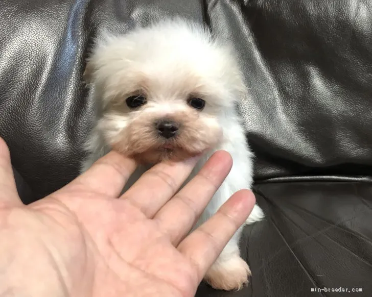 ID：2004-03321の子犬