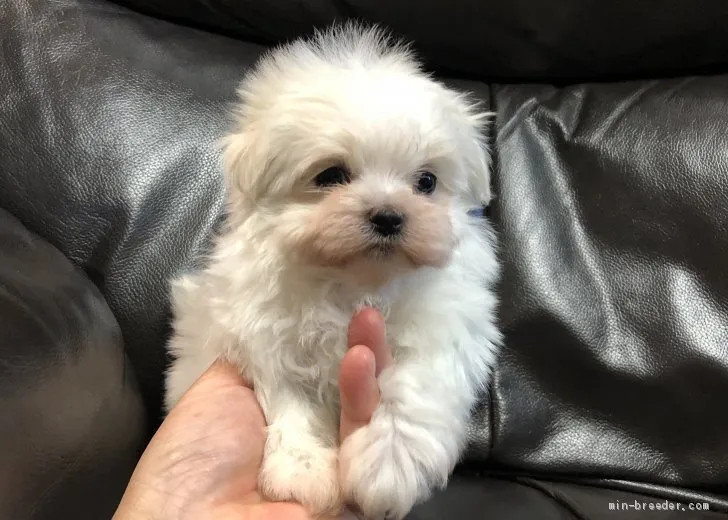 ID：2004-03314の子犬