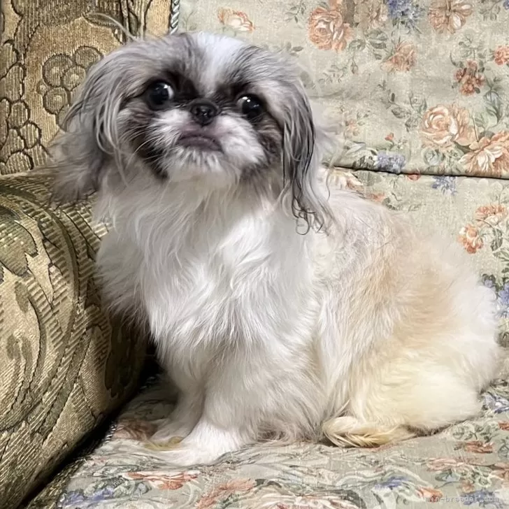 ID:2312-05560の子犬
