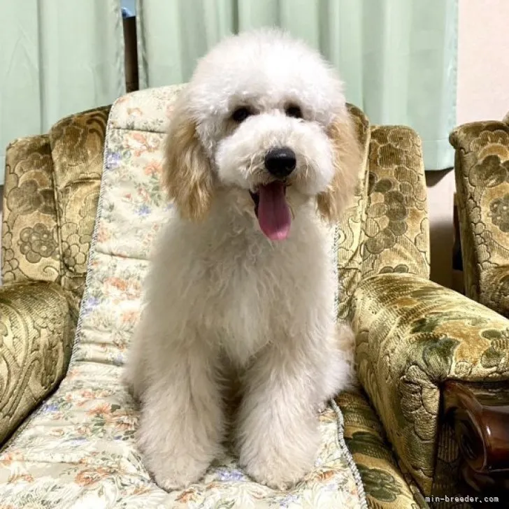 ID:2306-02754の子犬