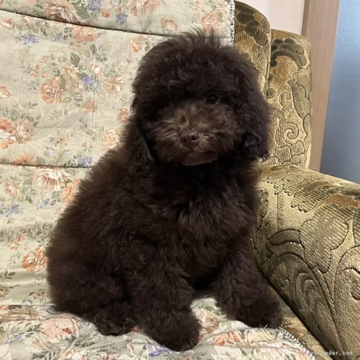 ID：2405-01438の子犬