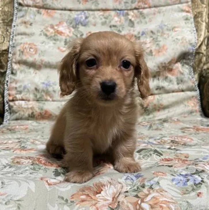 ID:2310-06401の子犬