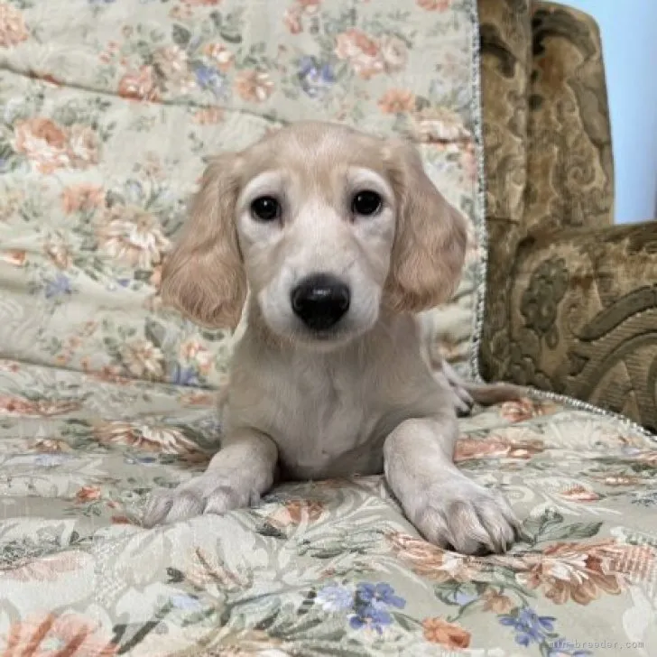 ID:2306-03673の子犬