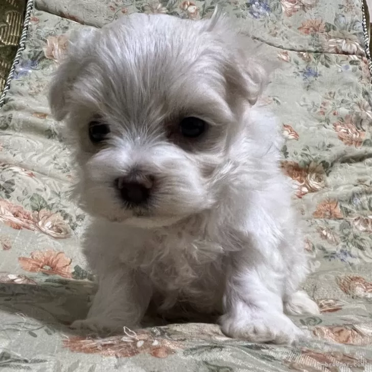 ID:2410-01868の子犬