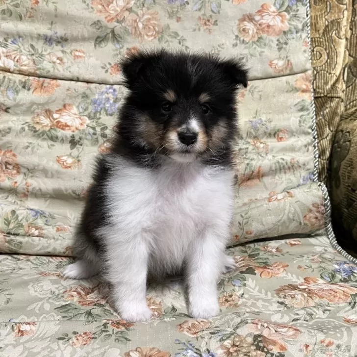 ID:2404-03631の子犬