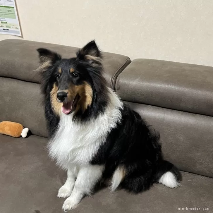 ID：2309-02735の子犬