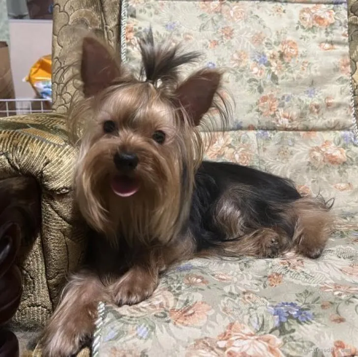 ID:2201-00654の子犬