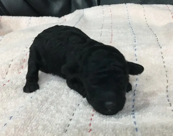 ID:1710-02015の子犬