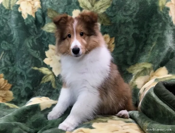 ID:1701-00458の子犬