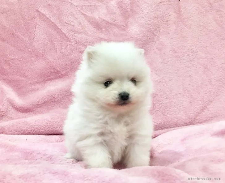 ID：1803-01097の子犬