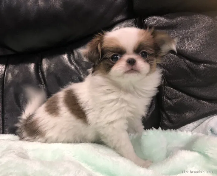 ID：1809-02939の子犬