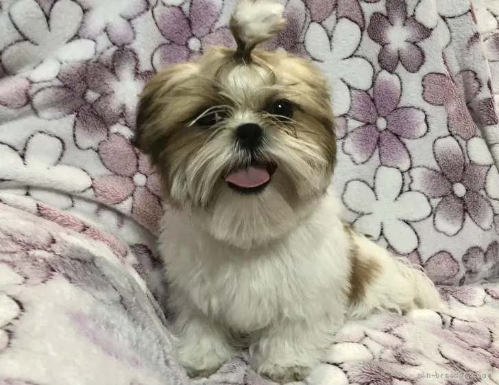 ID：2110-04244の子犬