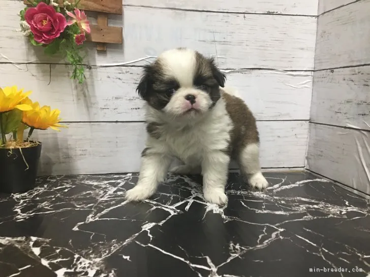 ID:1708-01112の子犬