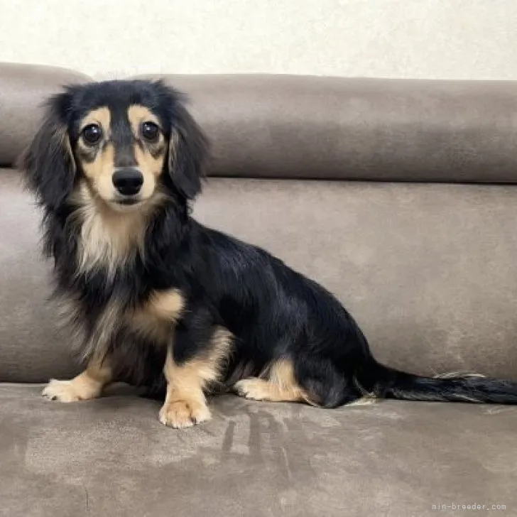 ID:2207-01399の子犬