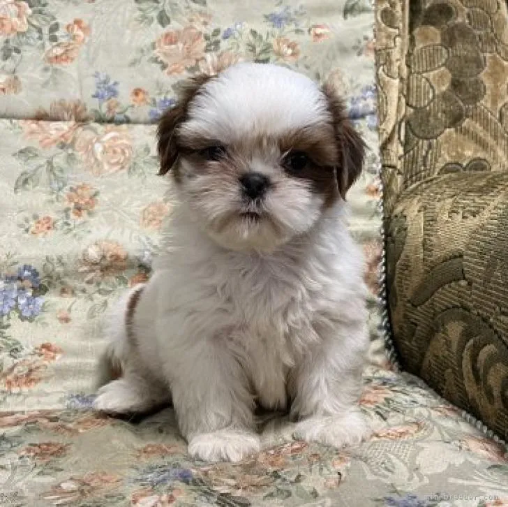 ID:2209-01391の子犬