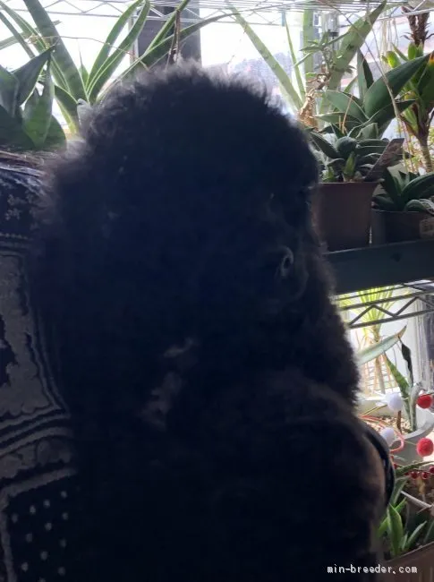 ID：2003-01675の子犬