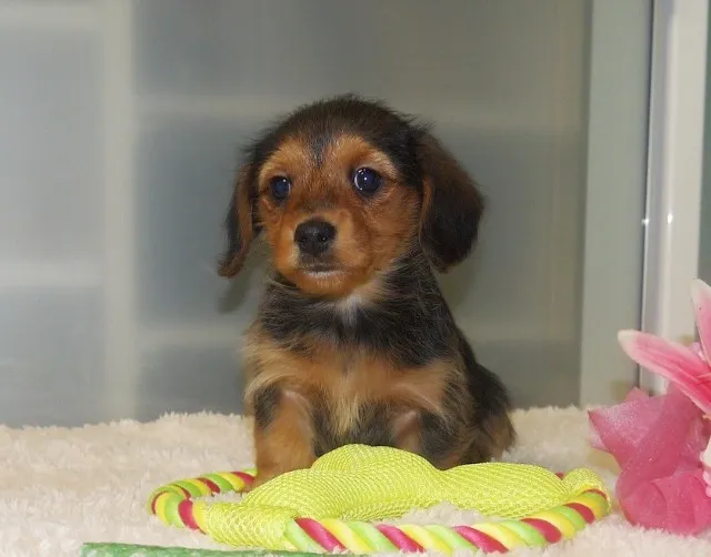 ID：1401-00254の子犬