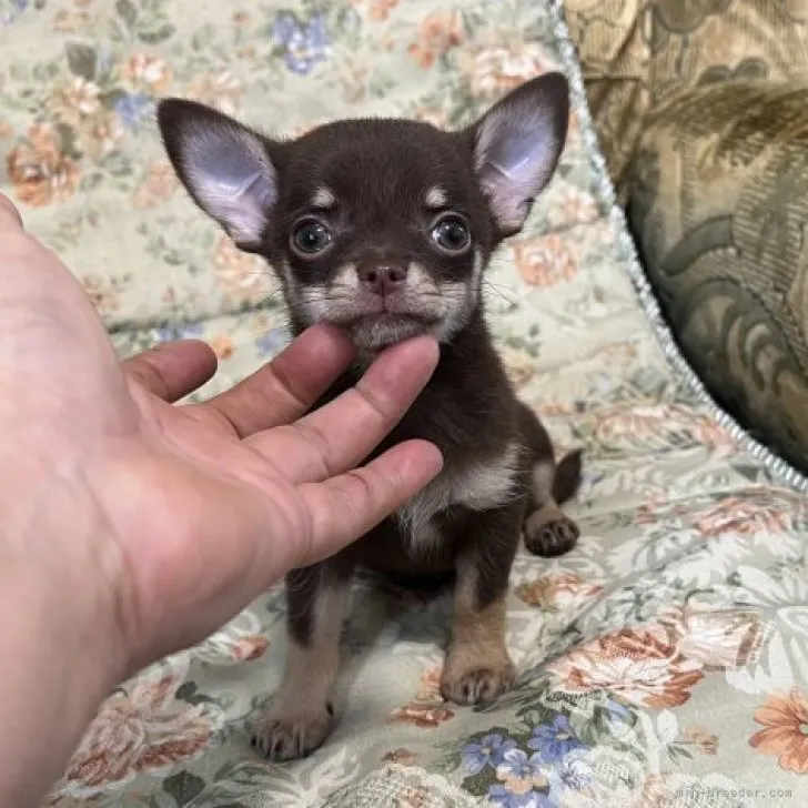 ID：2308-03322の子犬