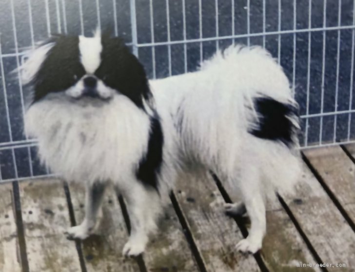 狆(チン)【・男の子・2012年12月1日・白黒】