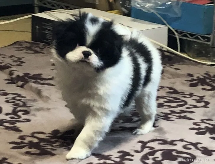 ID：1909-01173の子犬