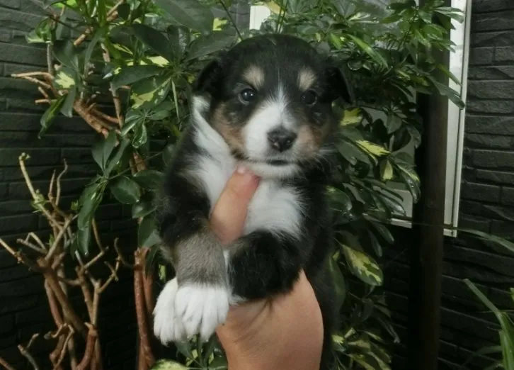 ID:1607-00921の子犬