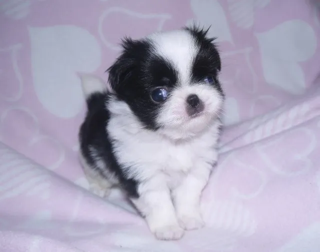 ID：1308-01179の子犬