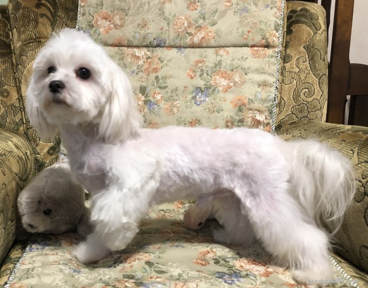 マルチーズ【・男の子・2019年7月10日・ホワイト】