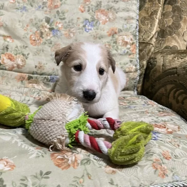 ID：2401-05150の子犬
