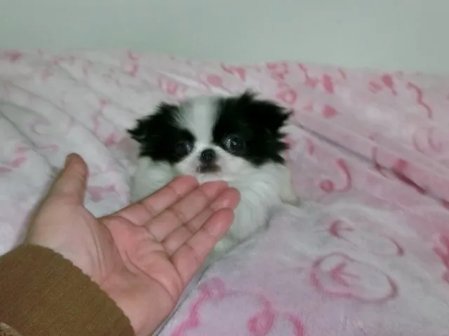 ID：1409-01286の子犬