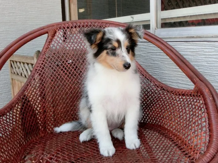 ID：1503-00242の子犬