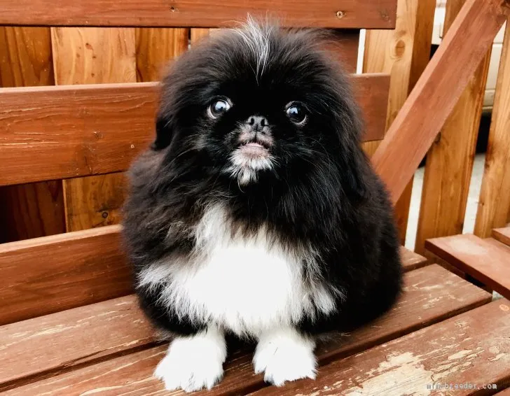 ID：1903-00332の子犬