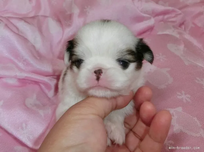 ID:1509-00058の子犬