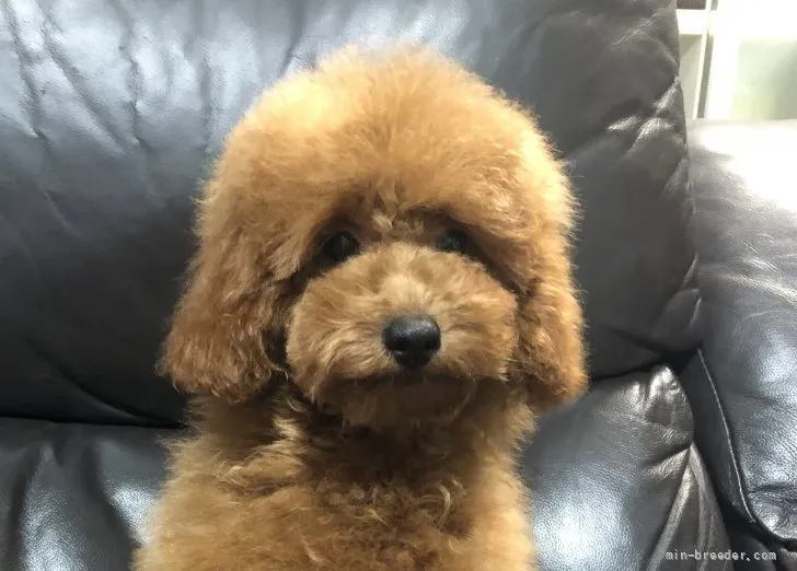 ID：2111-04200の子犬