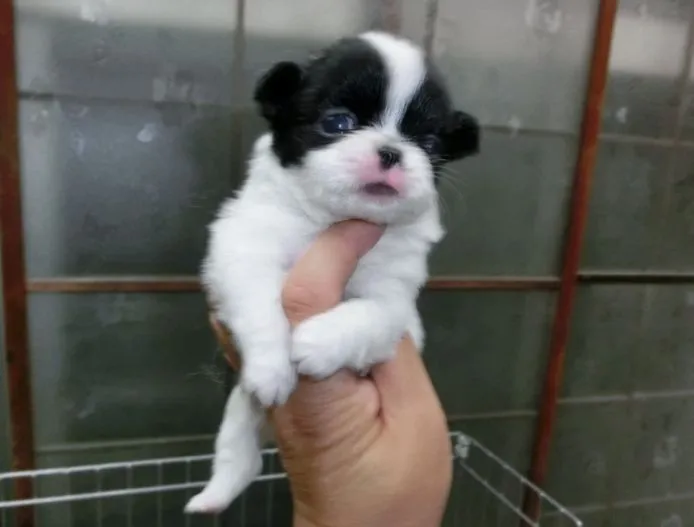 ID:1409-00879の子犬