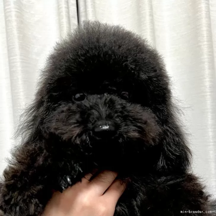 ID：2307-04541の子犬
