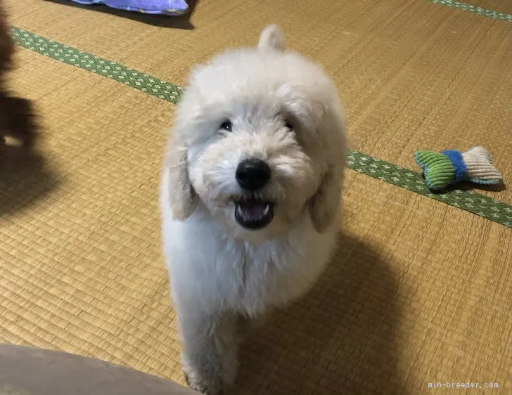 ID：2012-02541の子犬