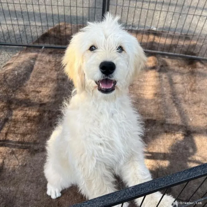 ID:2203-00434の子犬