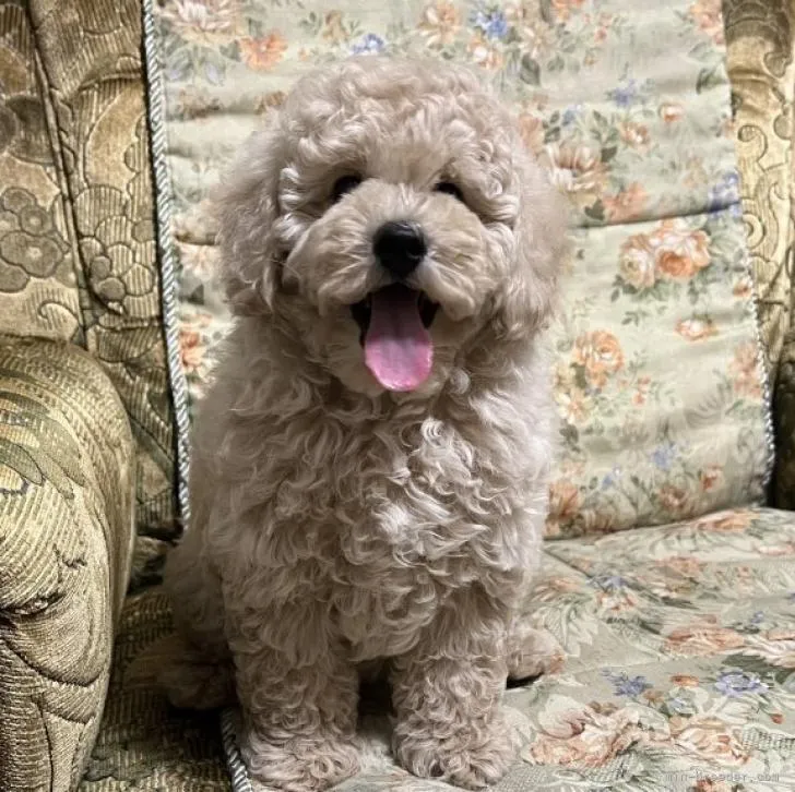 ID：2210-00996の子犬