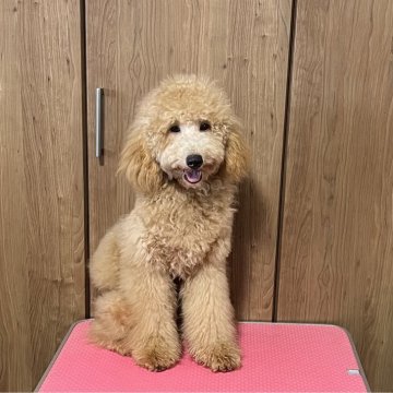 ミディアムプードル【青森県・男の子・2022年12月27日・オレンジフォーン】の写真「可愛い男の子」