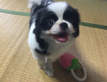 狆(チン)【青森県・男の子・2017年7月7日・白黒】の写真「七夕生まれの日本犬です。」