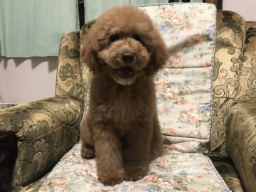 ミディアムプードル【青森県・男の子・2021年12月6日・オレンジ(レッドになるかも)フォーン】の写真「スプリングセール中です。今だけお値引き中」