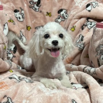 マルチーズ【青森県・男の子・2023年6月17日・ホワイト】の写真「次の子が産まれたので特価♬にします。」