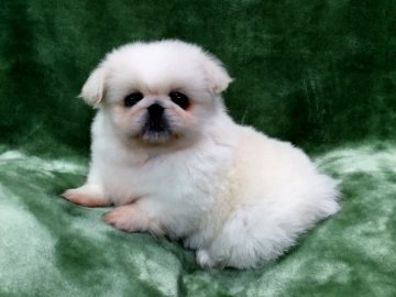 ペキニーズ【青森県・男の子・2016年12月8日・ホワイト(アイボリーホワイトです)】の写真「特価価格にてお譲りします」