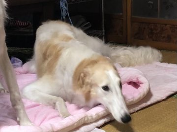 ボルゾイ【青森県・女の子・2020年4月26日・アプリコット&ホワイト】の写真「美しい両親の子です。ママは映画出演犬」