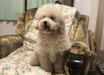 ミディアムプードル【青森県・女の子・2021年11月23日・ペールフォーン】の写真「純潔ミディアムの可愛い女の子💕」