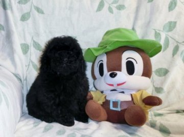 ミディアムプードル【青森県・男の子・2014年10月21日・ブラック】の写真「お正月お祝い特価15日まで」
