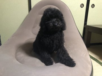 ミディアムプードル【青森県・女の子・2021年7月28日・ブラック】の写真「魅惑のジェットブラック」