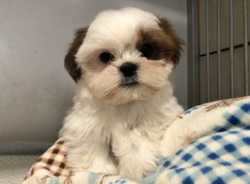 シーズー【青森県・男の子・2021年9月20日・レッド&ホワイト】の写真「とっても小さな可愛い子」