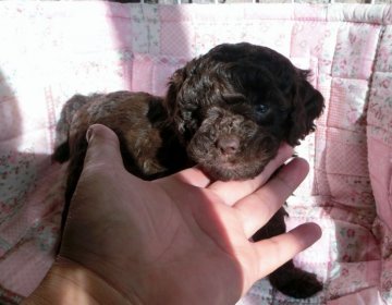 ミディアムプードル【青森県・男の子・2014年8月12日・ブラウン】の写真「ミディプー各色生まれました♪」