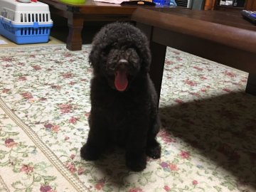 ミディアムプードル【青森県・男の子・2017年8月3日・ブラウン】の写真「クリスマスセール中です。」